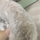 와조펫(WAZOPET) 네이버블로그