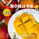 제주산 프리미엄 애플망고 제주무영농원🥭구매 후기/프리미엄추석선물추천(네이버쇼핑 직거래)