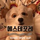 에스테포레