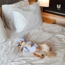 브라운도트 호텔 수영 이미지