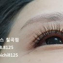 비치앤레푸스