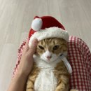 몽이네쉼터 이미지