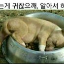 초복날 서울에서 멍멍이 탕 먹어봤어요 이미지