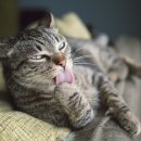 소망종합 동물병원 이미지