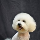 코코 펫 미용 이미지