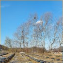 다라미자운영마을 이미지