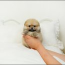 스타일독앤캣 강아지고양이 부천본점 이미지