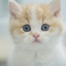 핑크젤리캐터리 이미지