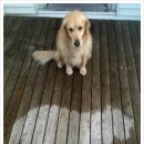 개귀여워 이미지