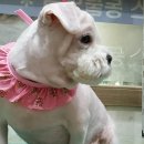 피닉스동물병원 이미지