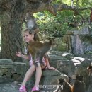 원숭이