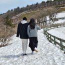 대관령800마을 코지하우스 네이버블로그