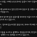 서해안 고속도로 7중 추돌 10명 부상 이미지