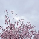 봄날태권도 | 함께 걸으며 느낀 봄날의 의미, 평화통일 걷기대회 후기 🌿