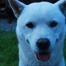 애견나라 이미지