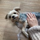 이룸덴탈 | 0309-0311 일상(로고제작,이룸커피프로젝트,카페포크,한강강쥐산책)