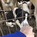 라파엘농장 이미지