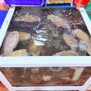 격포어촌계수산물회센타A-15 | 부안 격포 회센터 B동 오징어회 맛집, 로컬푸드 직매장