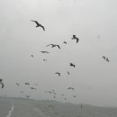 조도대교 이미지