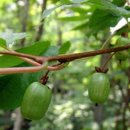 아름나무한의원 | 관절염과 통풍의 명약 개다래와 쥐다래