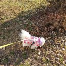 리츠펫 동탄능동점 이미지