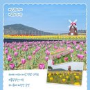 2025 회룡포 봄꽃축제 이미지