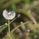 민들레홀씨 이미지