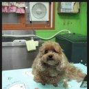 금비펫살롱 이미지