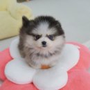 허스키 사랑 | 포메허스키 특징 분양후기 폼스키5세대 장점까지 한눈에 정리