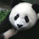 판다(PANDA)통신 이미지