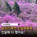 하동체육관 | 부천 원미산 진달래동산 꽃구경 진달래축제 일정 주차 총정리