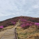 지리산 노고단 털진달래 개화..주말 절정 이미지