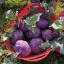 동식농장 이미지