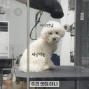 메종 드 펫 이미지