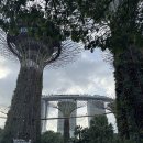 슈퍼트리 쇼 이미지