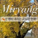 밀양인삼돼지국밥 이미지