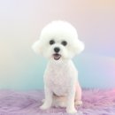 아콩하우스 | 부평애견미용 아콩하우스 비숑 귀툭튀 후기