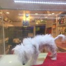펫샵 Daum카페