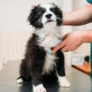 하이 동물병원 이미지