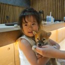 우치한우2단지 | 김포 시바견 애견카페 '시바노우치' 데이트코스 이색 카페 아이랑 방문 후기