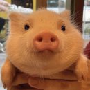 집사의하루 연남점 이미지