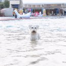 도그베이 이미지