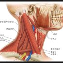 이엔아이스포츠