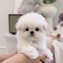 멈미스 | [강남 강아지 분양] 프리미엄 미니비숑 — 멈미스 기준으로 선별된 ‘정변형’ mini bichon