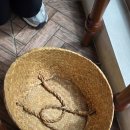 초당동-3 | 강릉 초당동카페 <쵸딩> 옥세기스페셜 초당옥수수푸딩 후기