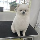 그루밍루나 이미지