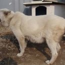 똥강아지 이미지