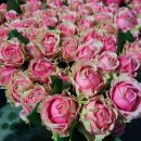 하나농장2 이미지