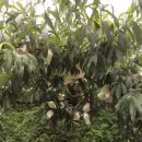 웅골 협동조합 이미지