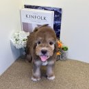 미유펫 강아지분양 고양이분양 부천점 이미지